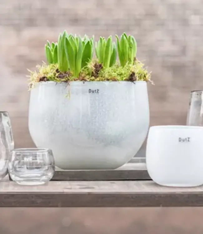 DutZ Pot | Helder | H7 x D10 cm