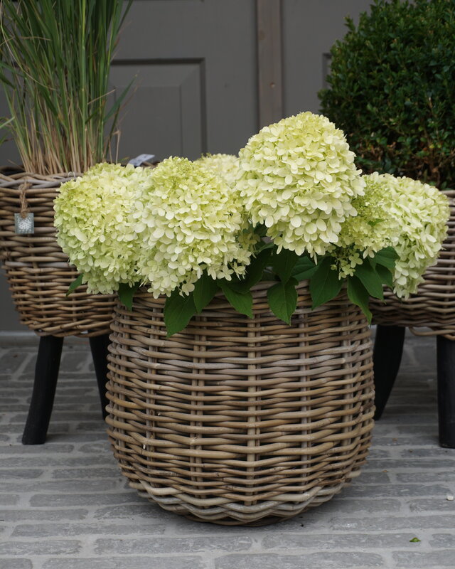 Rene Houtman Drypot Bloempot | Rattan | H33 x D34 cm