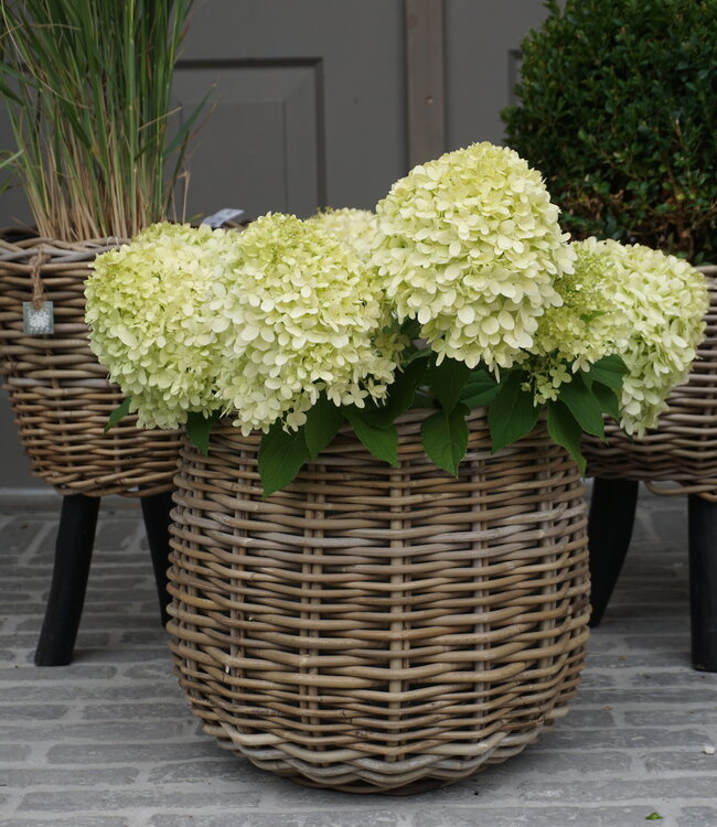 Rene Houtman Drypot Bloempot | Rattan | H33 x D34 cm