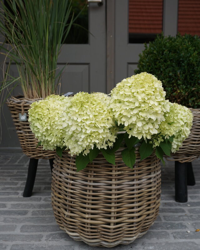Rene Houtman Drypot Bloempot | Rattan | H33 x D34 cm