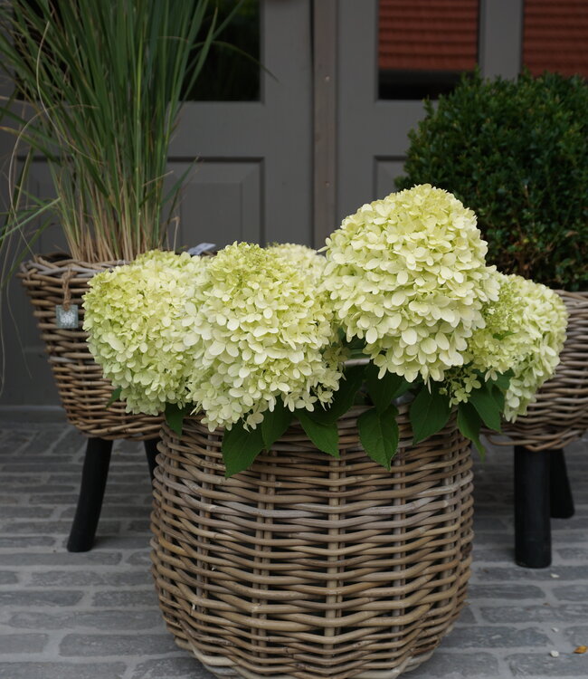 Rene Houtman Drypot Bloempot | Rattan | H33 x D34 cm