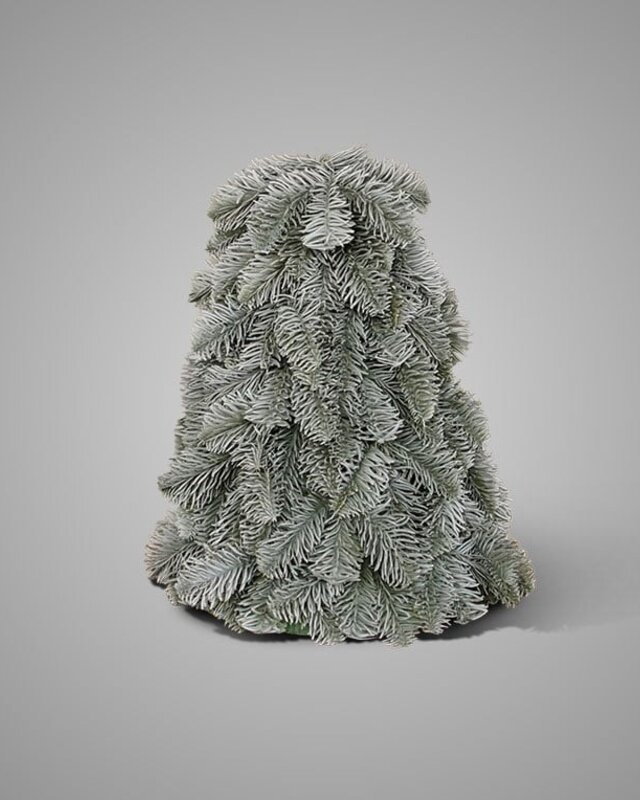 Brynxz Nobilis Boompje | 32 cm