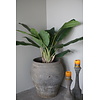 Bananenboom Kunst Medium H120 Cm