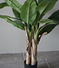 Rene Houtman Bananenboom Kunst Medium H120 Cm