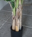 Rene Houtman Bananenboom Kunst Medium H120 Cm
