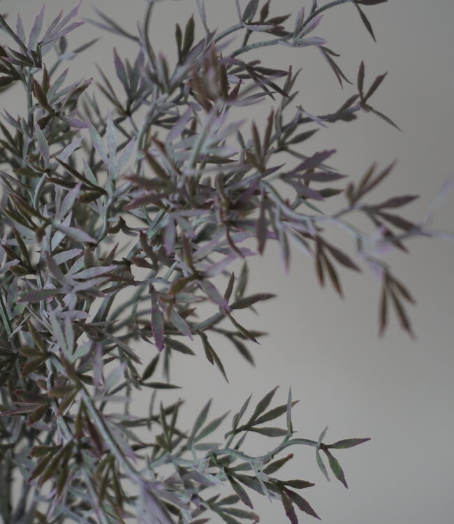 Brynxz Sedum Takken | H30 cm