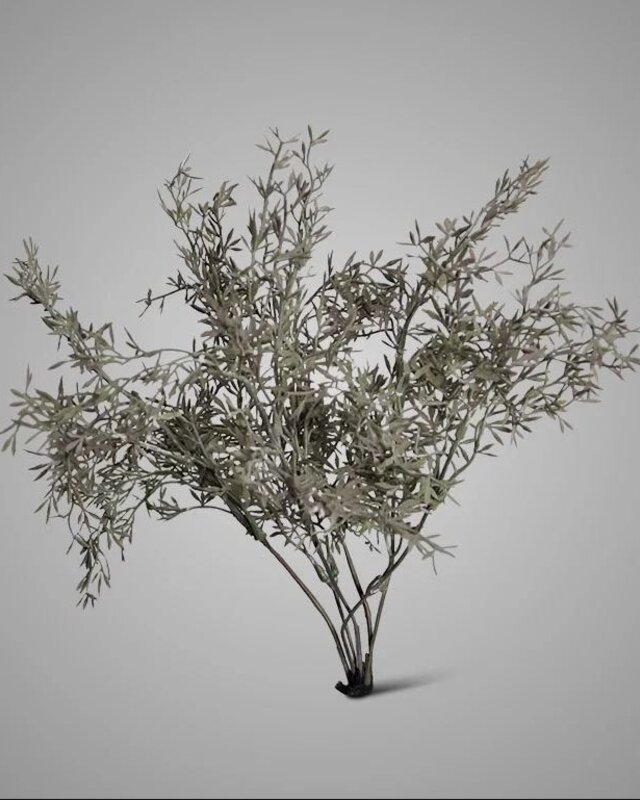Brynxz Sedum Takken | H30 cm