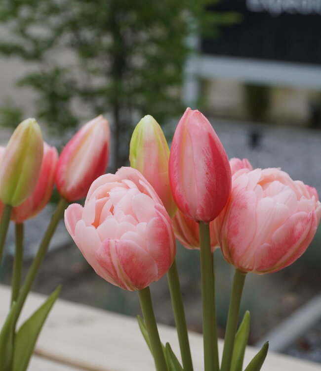 Rene Houtman Kunstbloem Real Touch Tulpen | Roze | 5 Stuks | L29 Cm