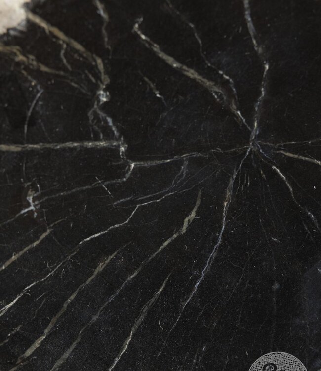 Be-Uniq Schijf Versteend Hout | Indonesie | D25 x H5 cm