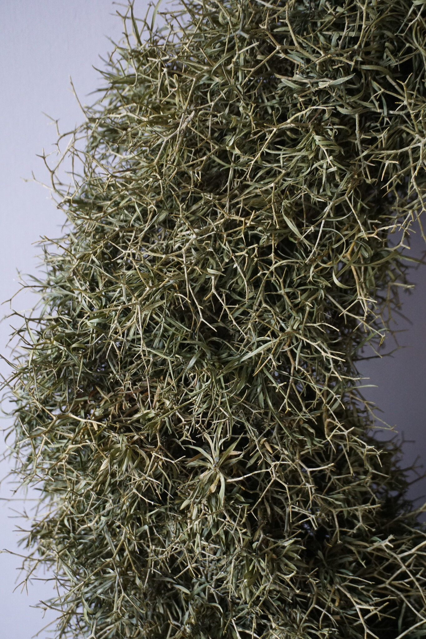 Rene Houtman Krans Iron Bush | Naturel | D50 cm
