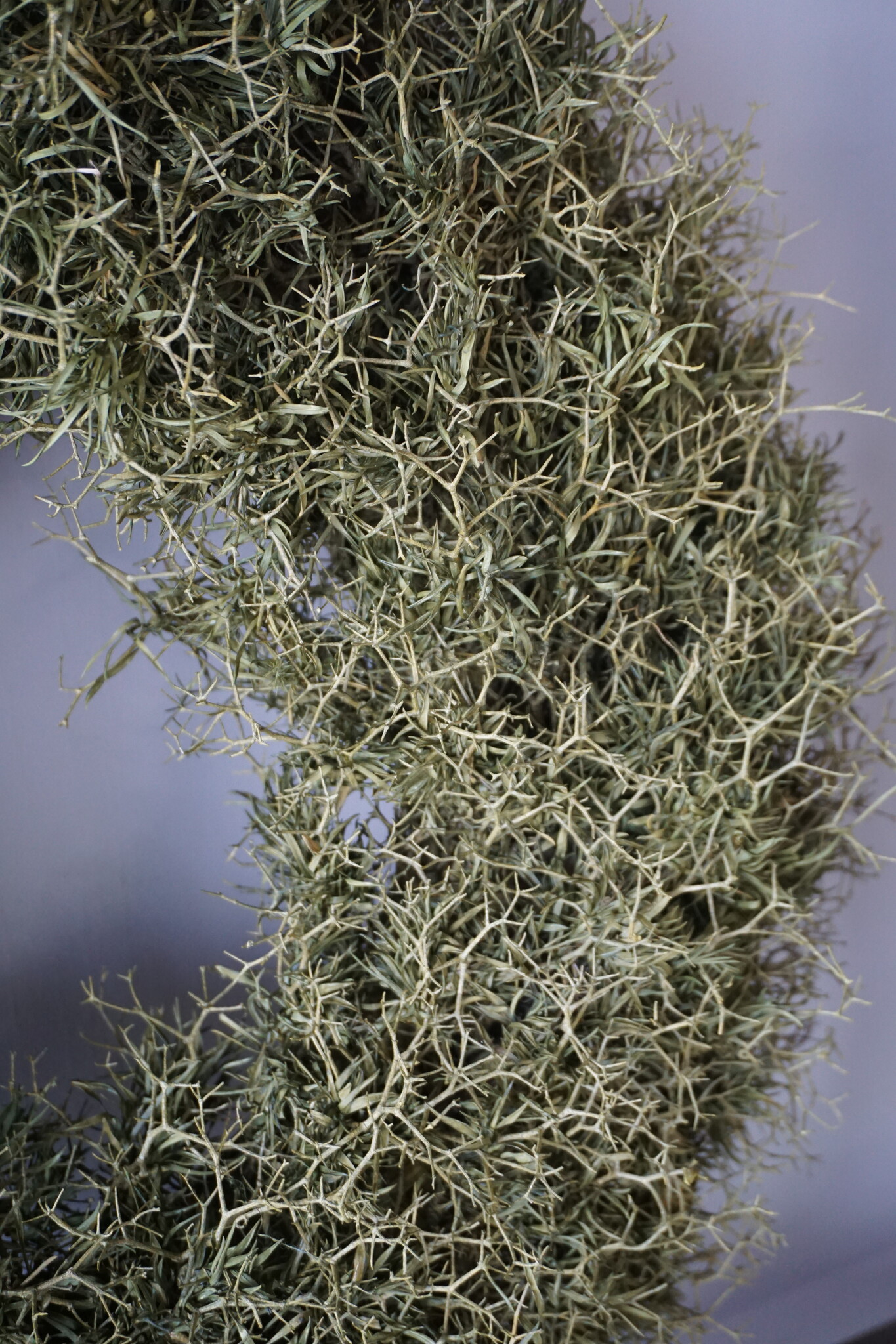 Rene Houtman Krans Iron Bush | Naturel | D50 cm