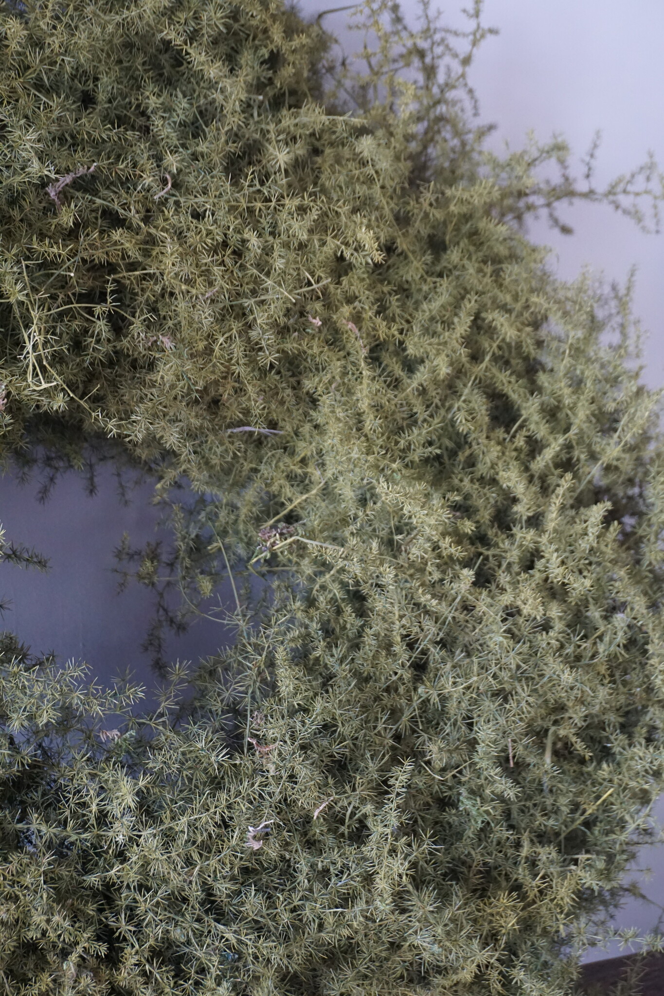 Rene Houtman Krans Asparagus | D60 cm