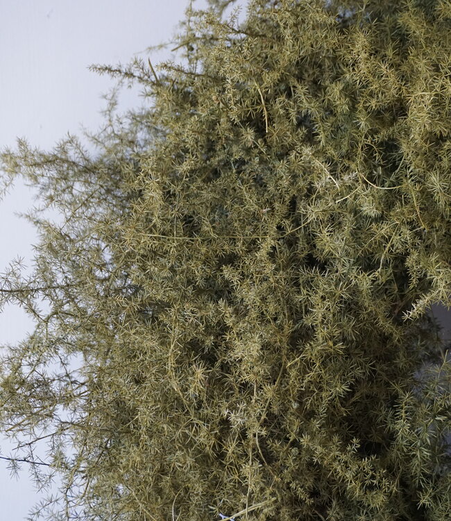 Rene Houtman Krans Asparagus | D60 cm