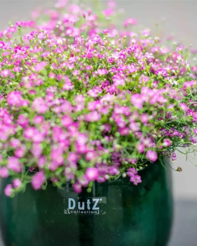 DutZ Pot | Donkergroen | 3 Maten