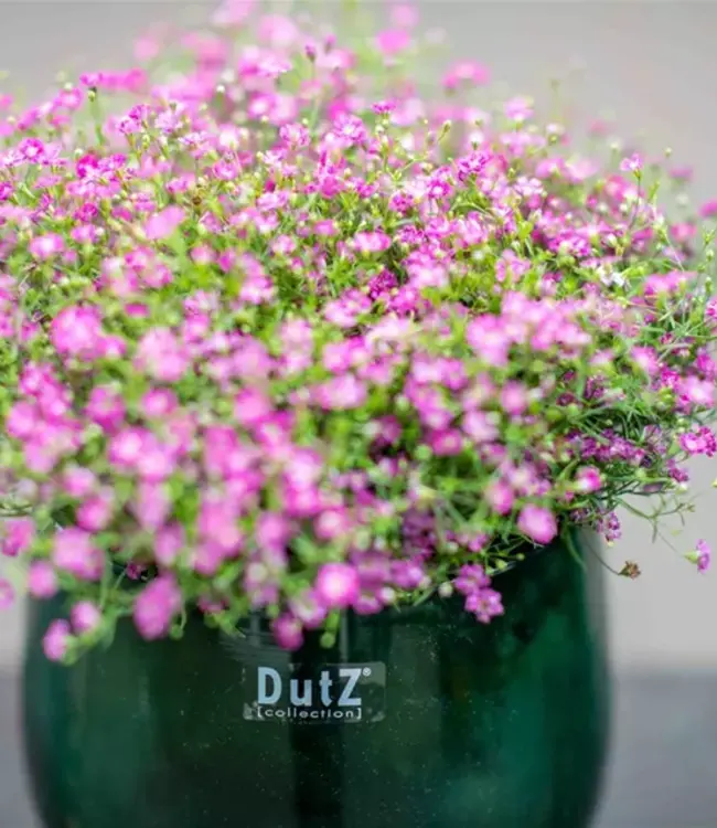 DutZ Pot | Donkergroen | 3 Maten