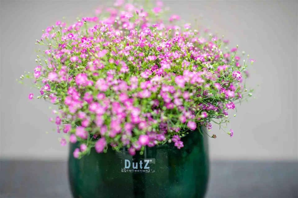 DutZ Pot | Donkergroen | 3 Maten