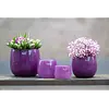 Pot | Violet | H7 x D10 cm