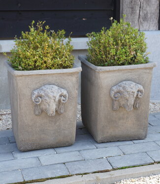 Il Cupido Pot Bloembak Beton Ramskop H40 x B33 Cm