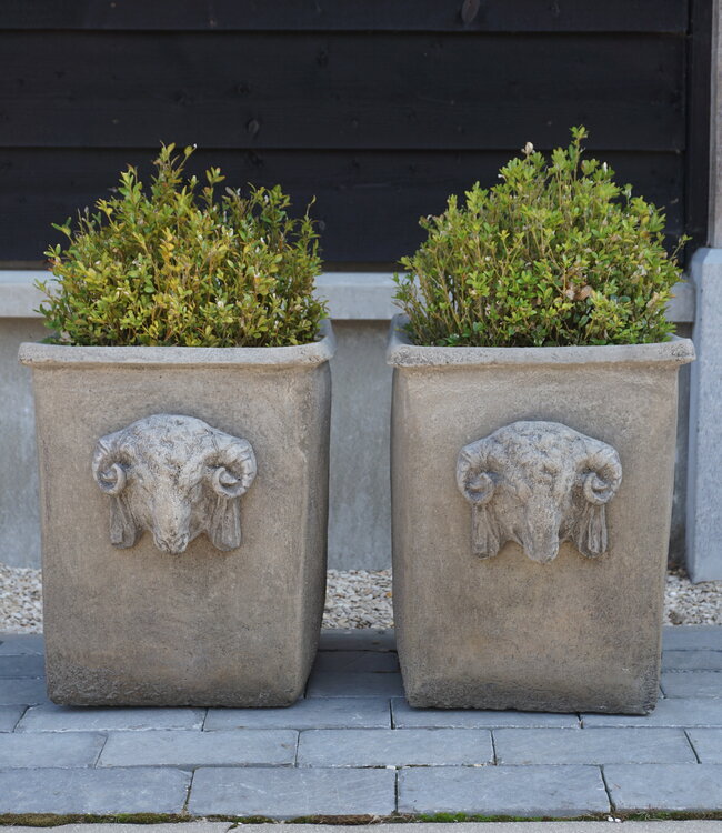 Il Cupido Pot Bloembak Beton Ramskop H40 x B33 Cm