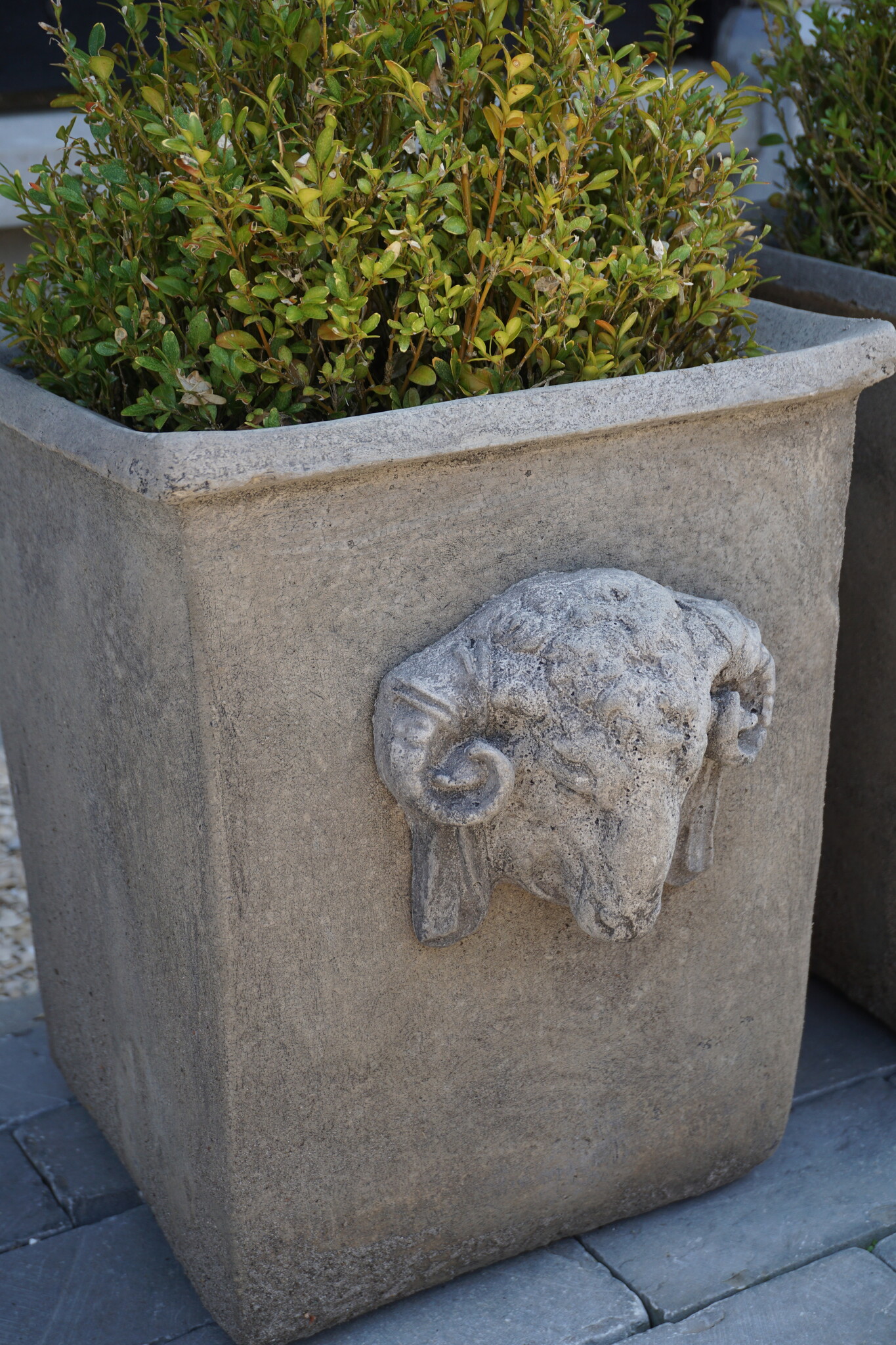 Il Cupido Pot Bloembak Beton Ramskop H40 x B33 Cm