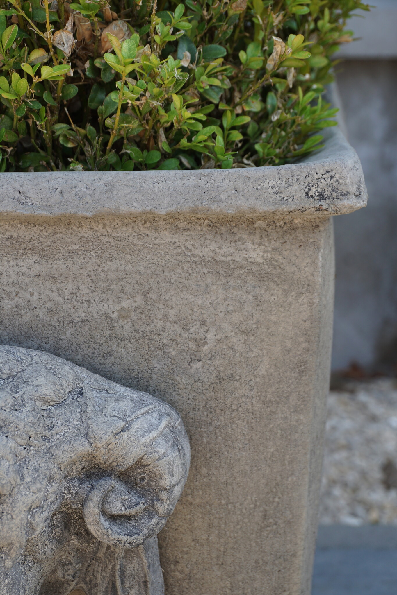 Il Cupido Pot Bloembak Beton Ramskop H40 x B33 Cm