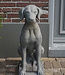 Il Cupido Betonnen Hond Beeld Op Voet H75 Cm