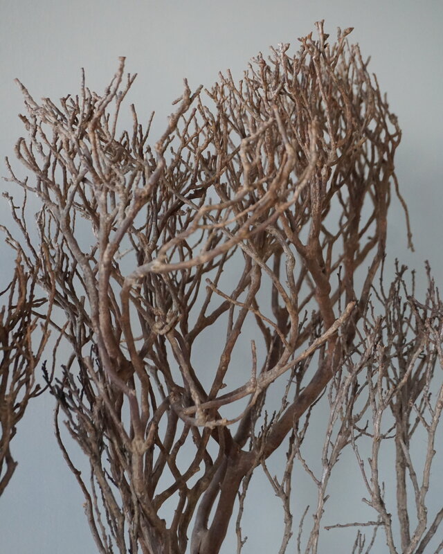 Rene Houtman Theeboompje Indonesie Op Standaard H68 x B31 Cm
