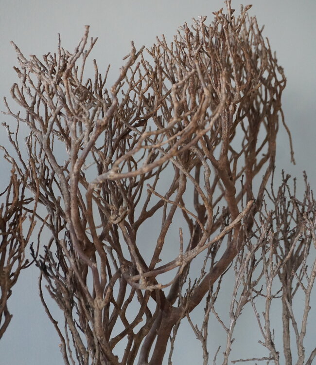 Rene Houtman Theeboompje Indonesie Op Standaard H68 x B31 Cm