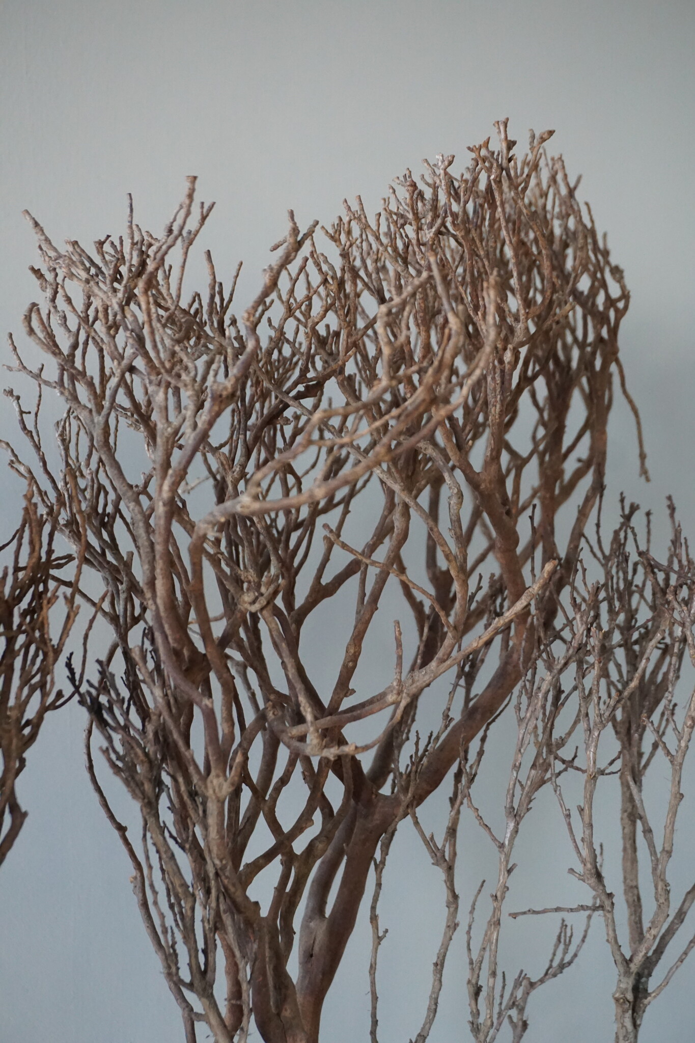Rene Houtman Theeboompje Indonesie Op Standaard H68 x B31 Cm
