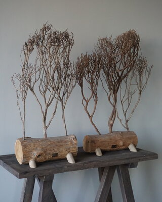 Rene Houtman Theeboompje Indonesie Op Standaard H68 x B31 Cm