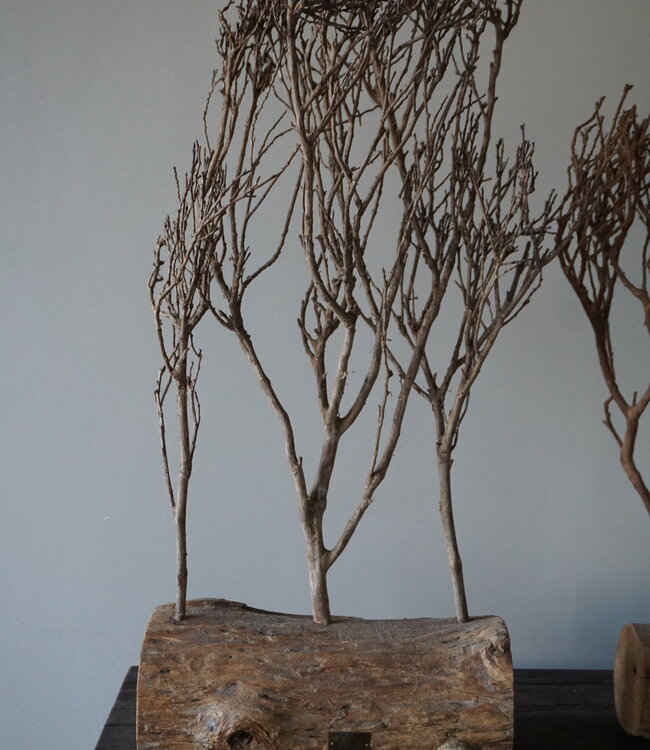 Rene Houtman Theeboompje Indonesie Op Standaard H68 x B31 Cm