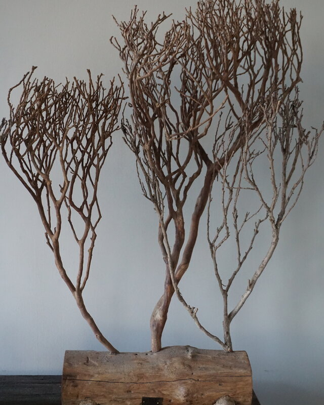 Rene Houtman Theeboompje Indonesie Op Standaard H68 x B31 Cm