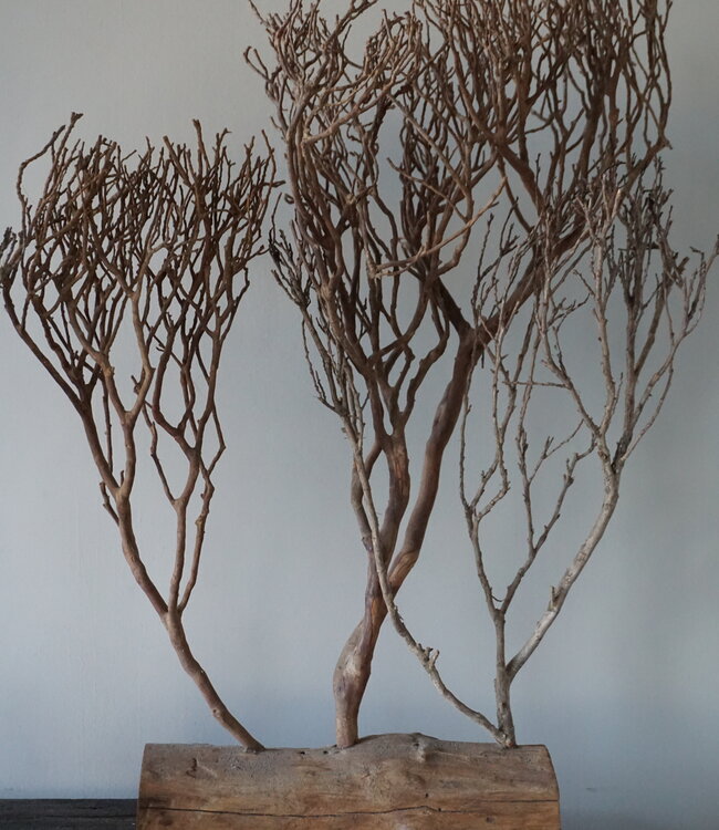 Rene Houtman Theeboompje Indonesie Op Standaard H68 x B31 Cm