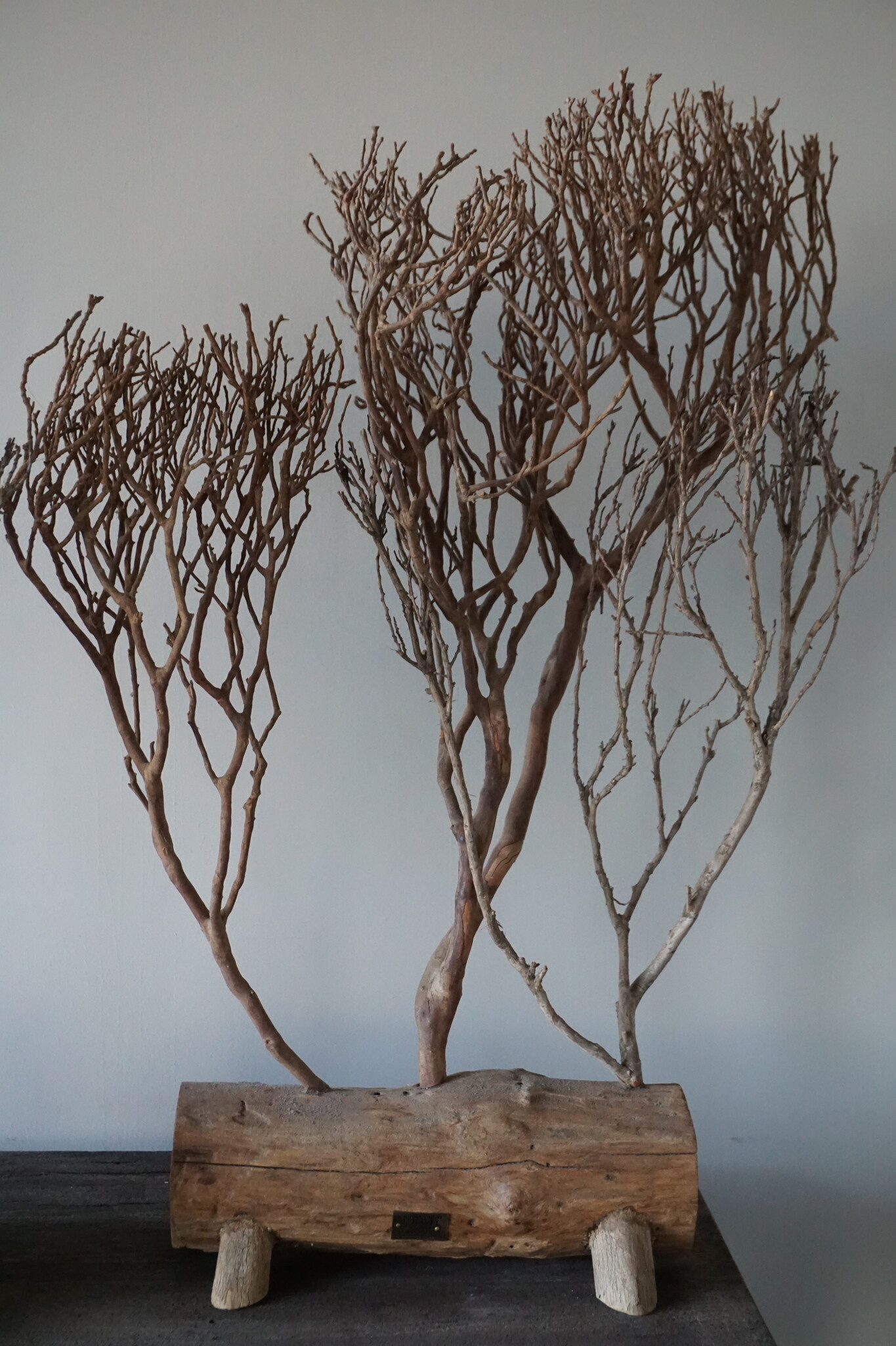 Rene Houtman Theeboompje Indonesie Op Standaard H68 x B31 Cm