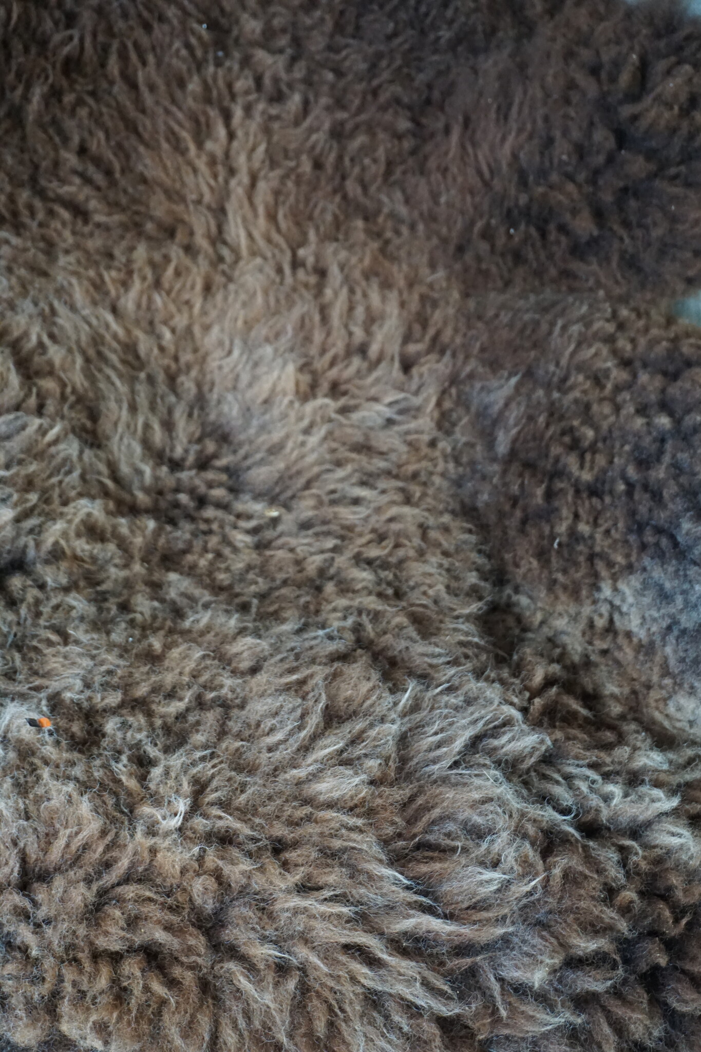 Rene Houtman Schapenvacht | Bruin | H90 x B75 cm
