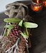 Rene Houtman Kunst Toef Met Shabby Doek | H30 x B20 cm