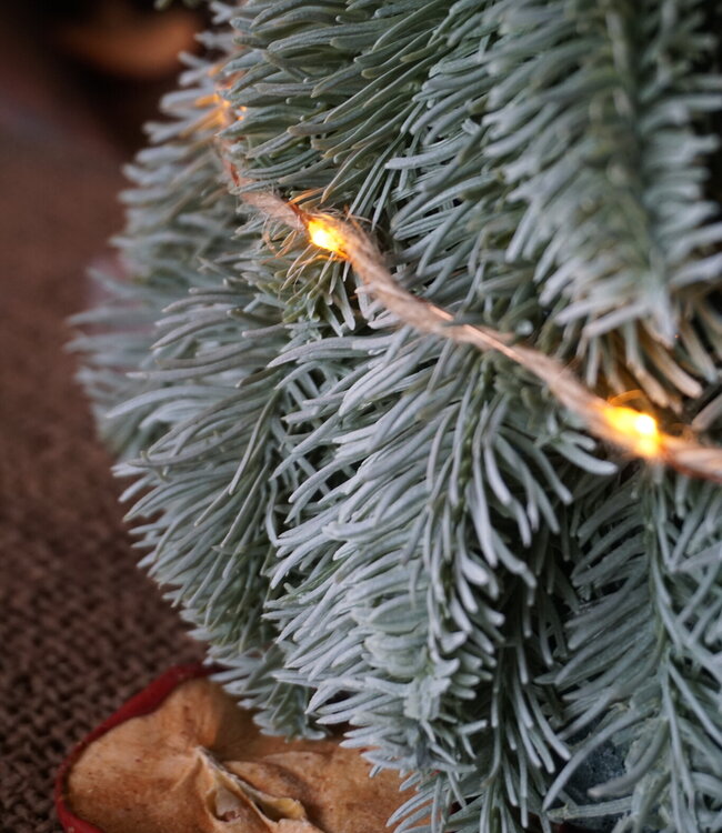 Brynxz Nobilis Boompje | 42 cm