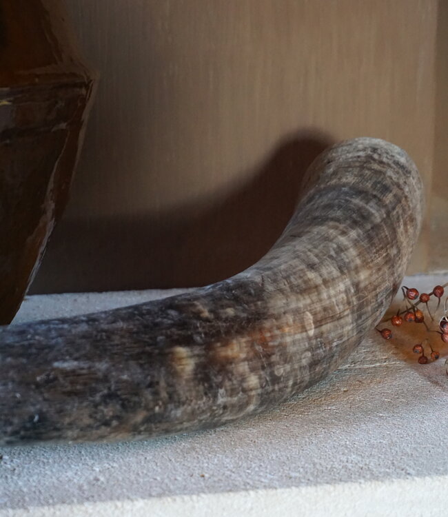 Rene Houtman Unieke Koehoorn | 56 cm