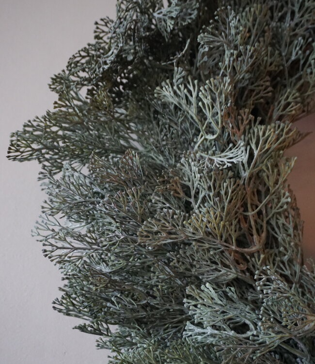 Brynxz Krans |  Dillekruid |  60 cm