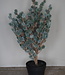 Brynxz X-Tree Kerstboom Larix Groen Grijs Maat S | H80 x D70cm