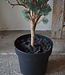 Brynxz X-Tree Larix Groen Grijs Maat M | H120 x D86cm