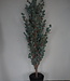 Brynxz X-Tree Kerstboom Larix Groen Grijs Maat L | H160 x D122cm