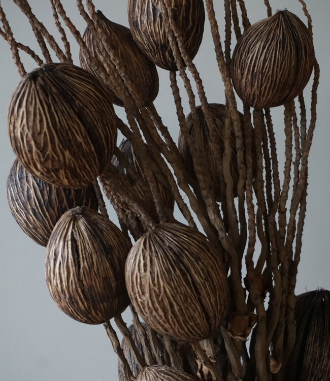 Rene Houtman Decoratietak Cocos Naturel | L75xB10cm