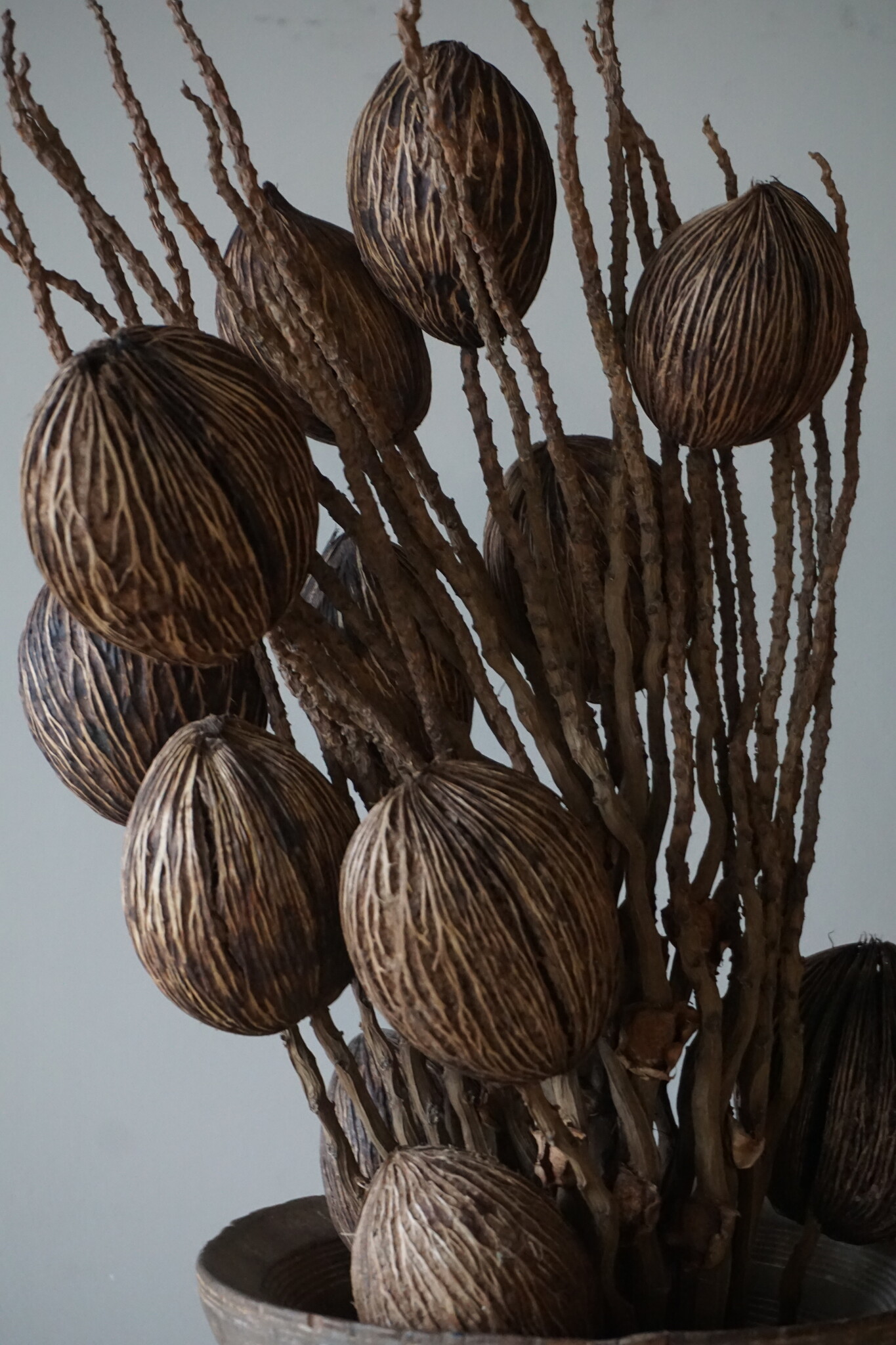 Rene Houtman Decoratietak Cocos Naturel | L75xB10cm