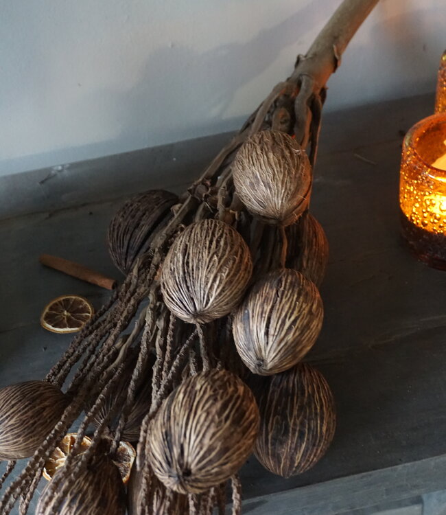 Rene Houtman Decoratietak Cocos Naturel | L75xB10cm