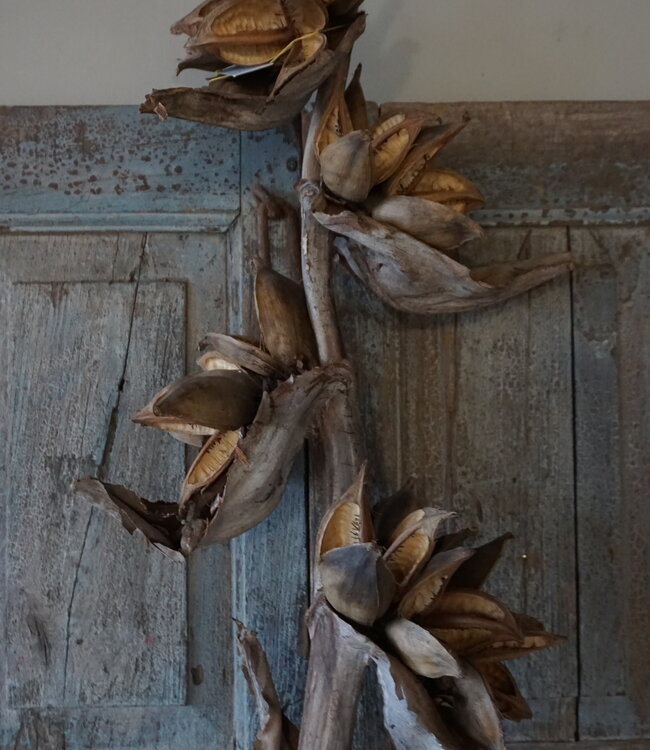 Rene Houtman Sororoca Tak Decoratie