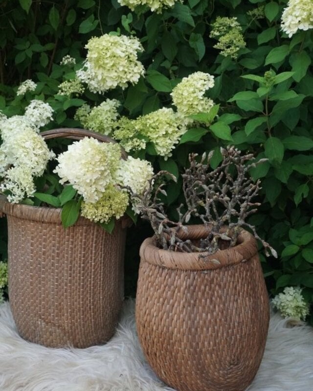 Rene Houtman Vismand Oud Riet Vergrijsd - L40 x B30 cm