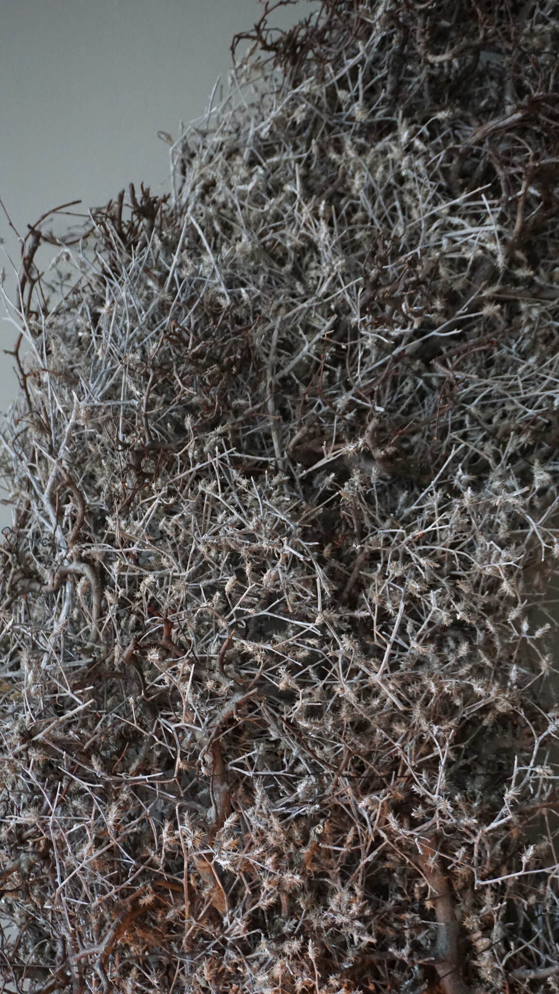 Rene Houtman Bonsai Krans | Grey-Wash | D100 cm