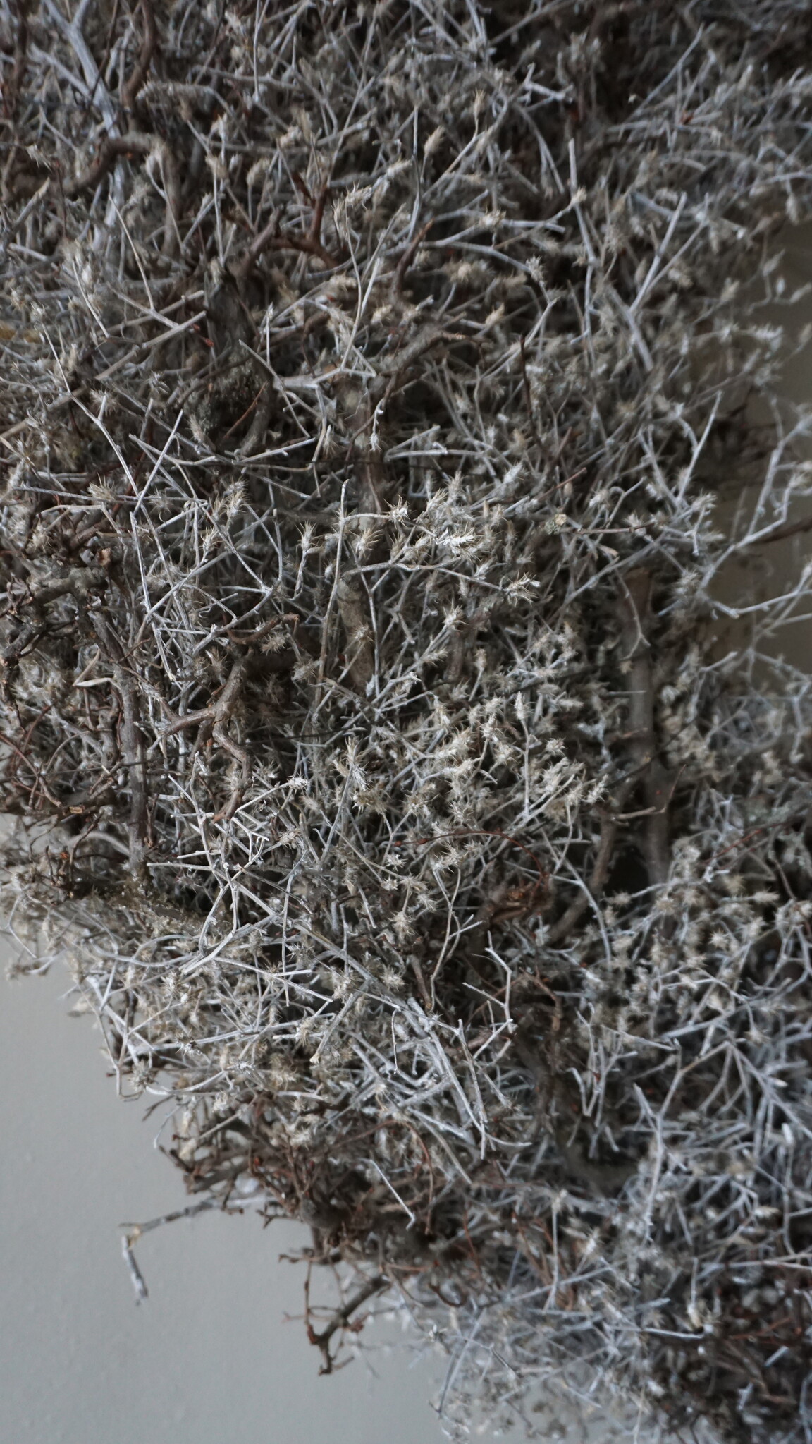 Rene Houtman Bonsai Krans | Grey-Wash | D100 cm