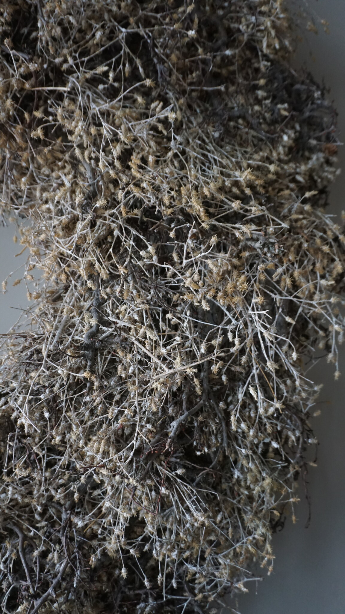 Rene Houtman Bonsai Krans | Gold-Wash | D100 cm